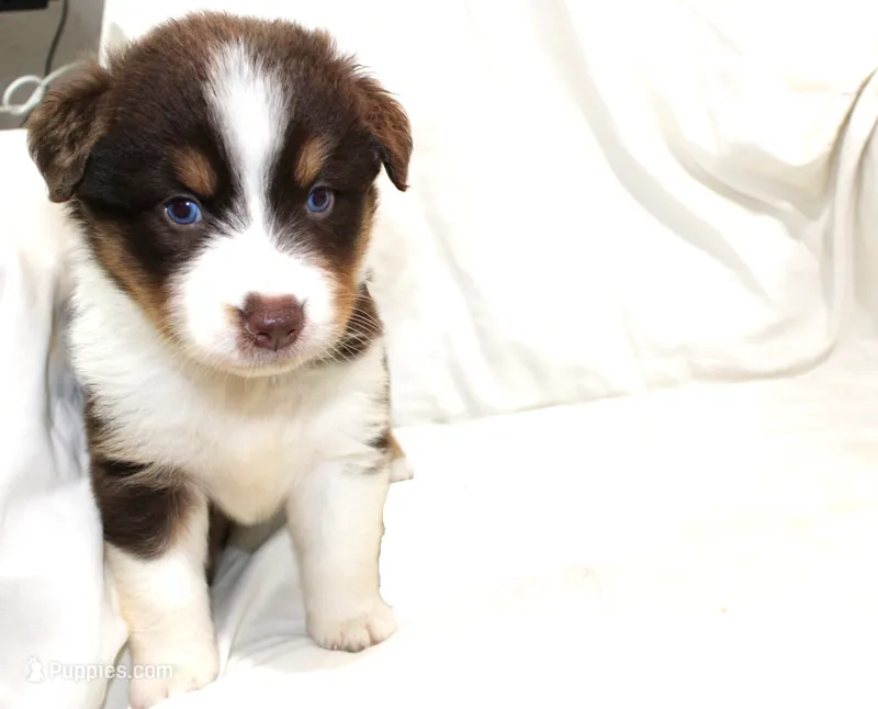Jolene – Australian Shepherd puppy for sale in Russellville, KY