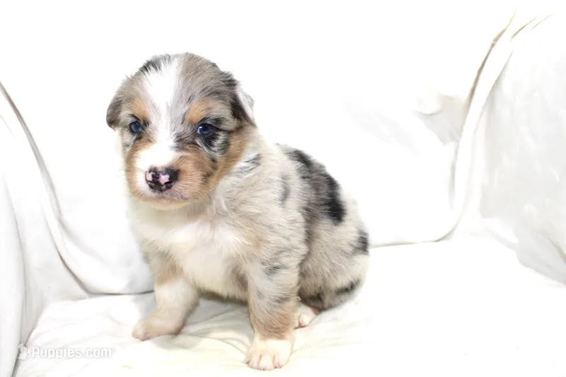 Dallas – Australian Shepherd puppy for sale in Russellville, KY
