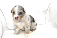 Dallas, a male Australian Shepherd for sale in Russellville, KY – 1 of 3