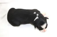 Knox, a male Australian Shepherd for sale in Russellville, KY – 4 of 4
