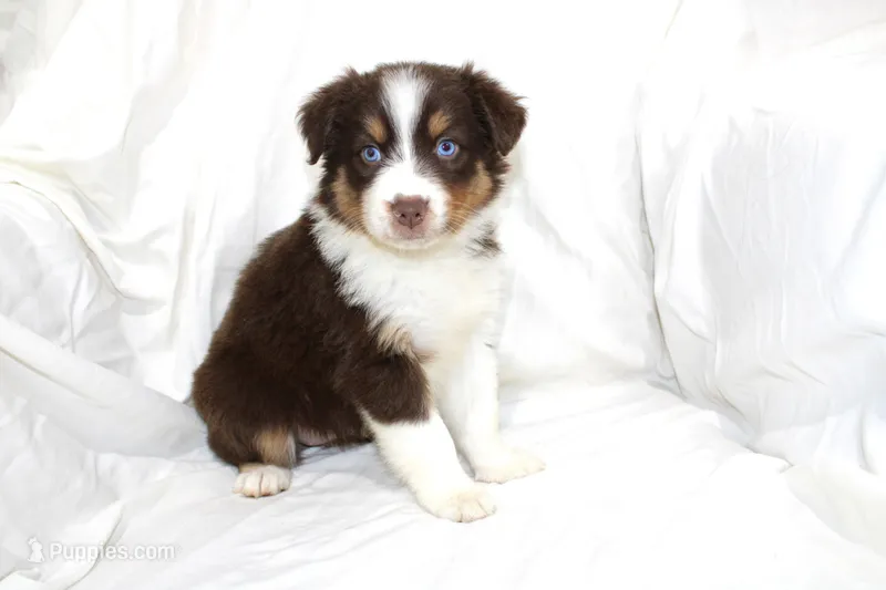 Jolene – Australian Shepherd puppy for sale in Russellville, KY