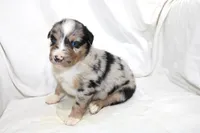 Denver, a male Australian Shepherd for sale in Russellville, KY – 3 of 3