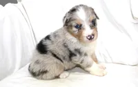 Dallas, a male Australian Shepherd for sale in Russellville, KY – 3 of 3