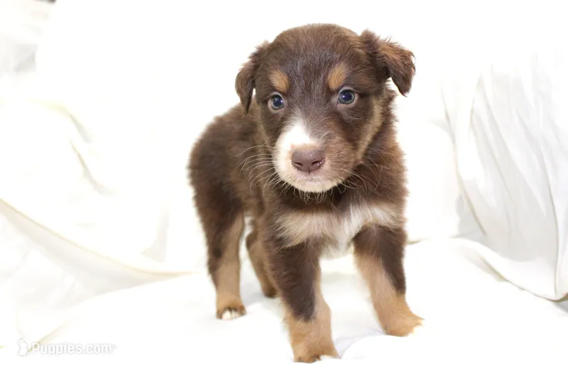 Reno – Australian Shepherd puppy for sale in Russellville, KY