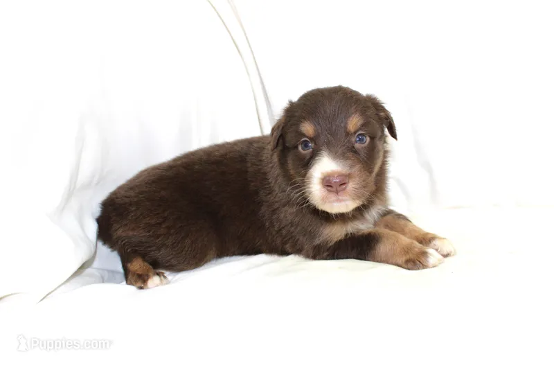 Reno – Australian Shepherd puppy for sale in Russellville, KY