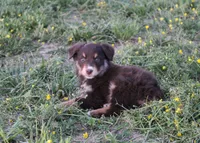 Moonshine, a female Australian Shepherd for sale in Russellville, KY – Photo 3 of 3