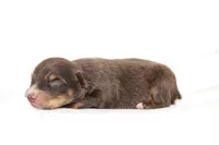 Moonshine, a female Australian Shepherd for sale in Russellville, KY – Photo 2 of 3