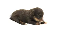 Moonshine, a female Australian Shepherd for sale in Russellville, KY – Photo 3 of 3