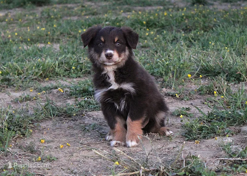 Moonshine, a female Australian Shepherd for sale in Russellville, KY – Photo 1 of 3