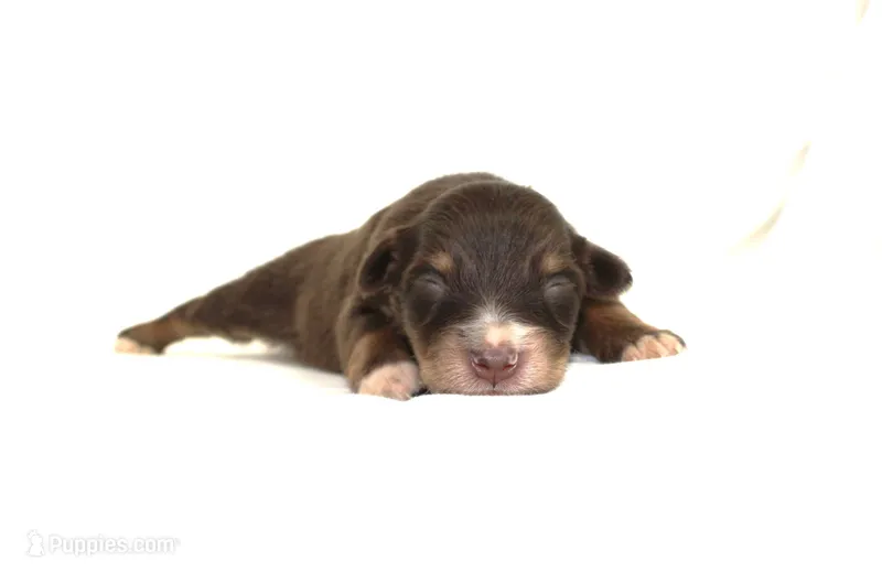 Moonshine – Australian Shepherd puppy for sale in Russellville, KY