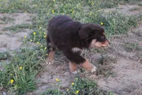 Moonshine, a female Australian Shepherd for sale in Russellville, KY – Photo 2 of 3