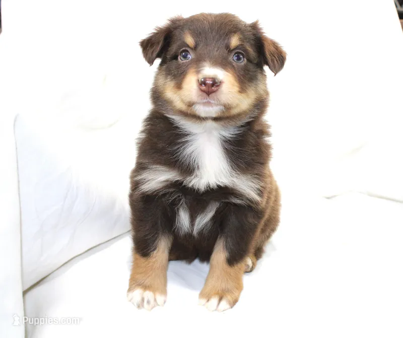 Moonshine – Australian Shepherd puppy for sale in Russellville, KY