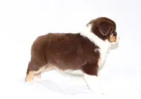 Jolene, a female Australian Shepherd for sale in Russellville, KY – 3 of 3
