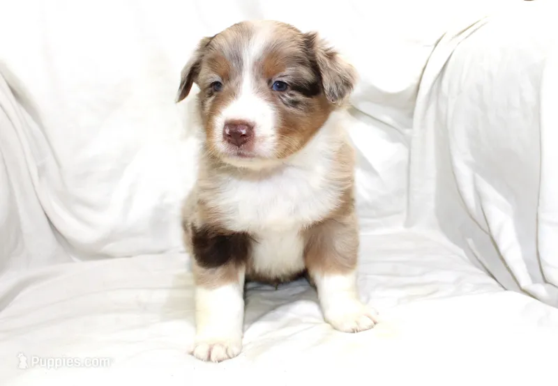Boone – Australian Shepherd puppy for sale in Russellville, KY