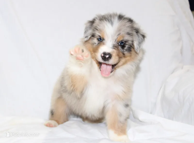 Dallas – Australian Shepherd puppy for sale in Russellville, KY