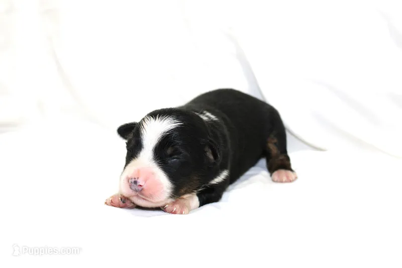 Knox – Australian Shepherd puppy for sale in Russellville, KY