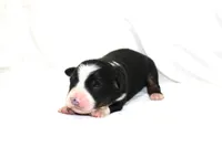 Knox, a male Australian Shepherd for sale in Russellville, KY – 1 of 4