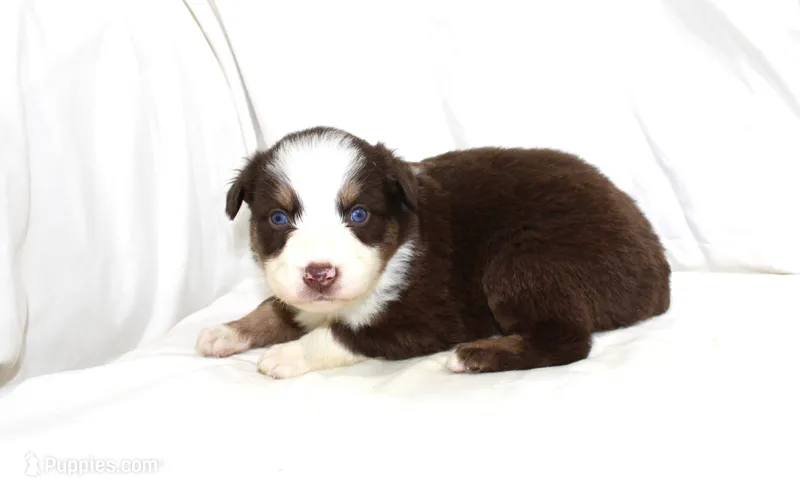 Catalina – Australian Shepherd puppy for sale in Russellville, KY