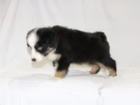 Magnolia, a female Australian Shepherd for sale in Russellville, KY – 2 of 3