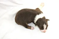 Jolene, a female Australian Shepherd for sale in Russellville, KY – 2 of 4