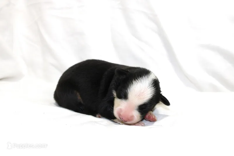 Magnolia – Australian Shepherd puppy for sale in Russellville, KY