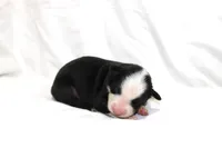 Magnolia, a female Australian Shepherd for sale in Russellville, KY – 1 of 4