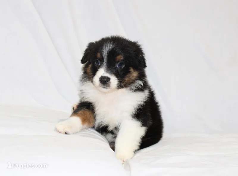 Abilene – Australian Shepherd puppy for sale in Russellville, KY
