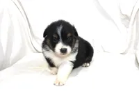 Abilene, a female Australian Shepherd for sale in Russellville, KY – 3 of 3