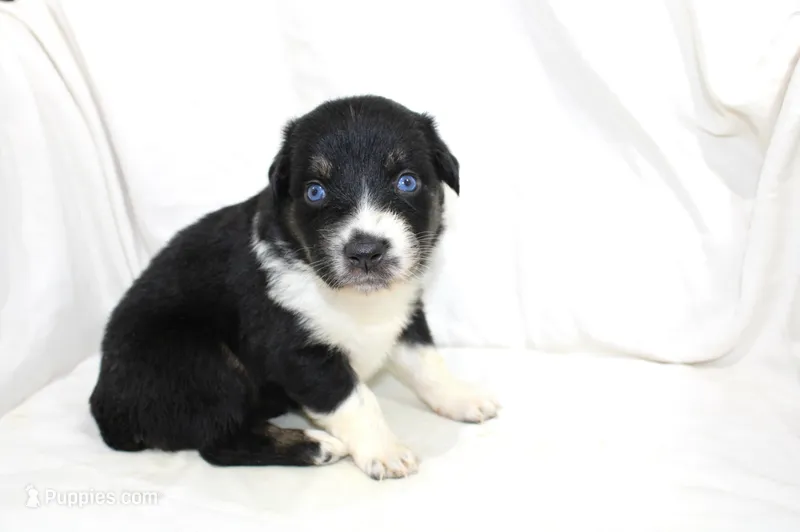 Aspen – Australian Shepherd puppy for sale in Russellville, KY