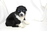 Aspen, a female Australian Shepherd for sale in Russellville, KY – 1 of 3