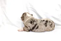 Boone, a male Australian Shepherd for sale in Russellville, KY – 3 of 4