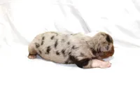 Boone, a male Australian Shepherd for sale in Russellville, KY – 2 of 4