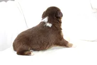 Catalina, a female Australian Shepherd for sale in Russellville, KY – 2 of 3