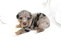 Laramie, a female Australian Shepherd for sale in Russellville, KY – 3 of 3