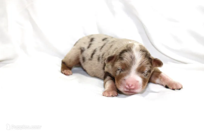 Boone – Australian Shepherd puppy for sale in Russellville, KY