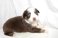Catalina, a female Australian Shepherd for sale in Russellville, KY – 3 of 3