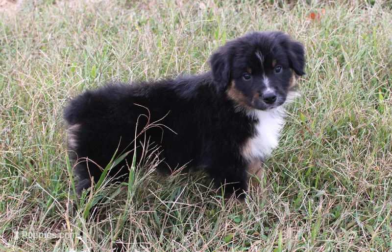 Tucson – Australian Shepherd puppy for sale in Russellville, KY