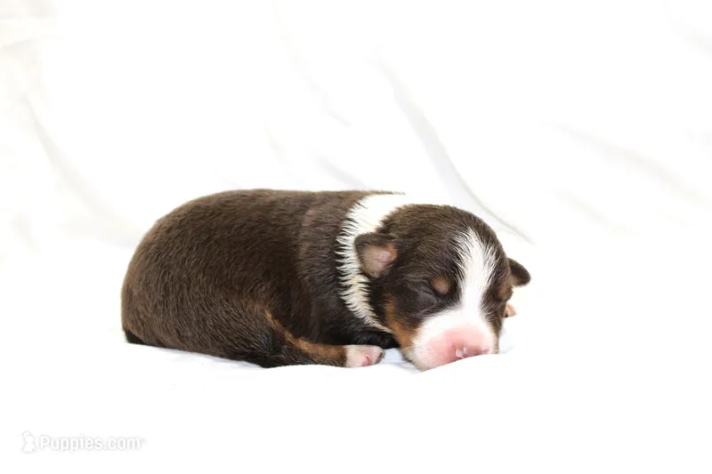 Jolene – Australian Shepherd puppy for sale in Russellville, KY