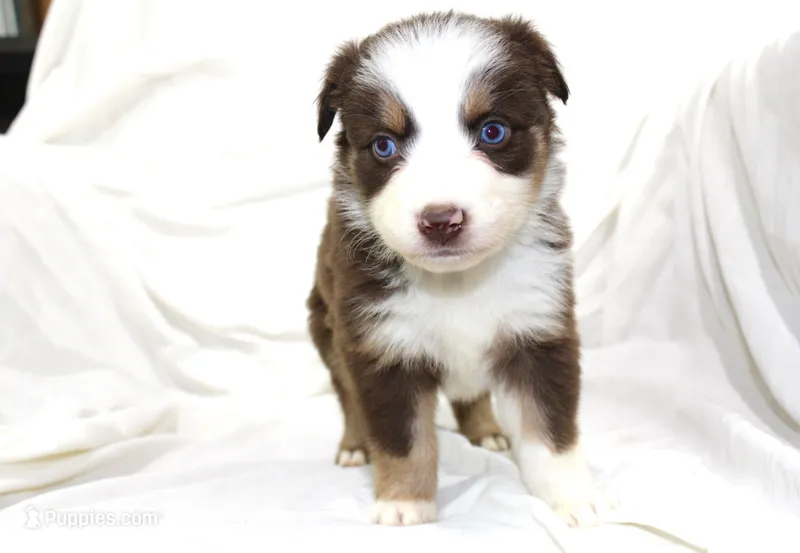 Catalina – Australian Shepherd puppy for sale in Russellville, KY