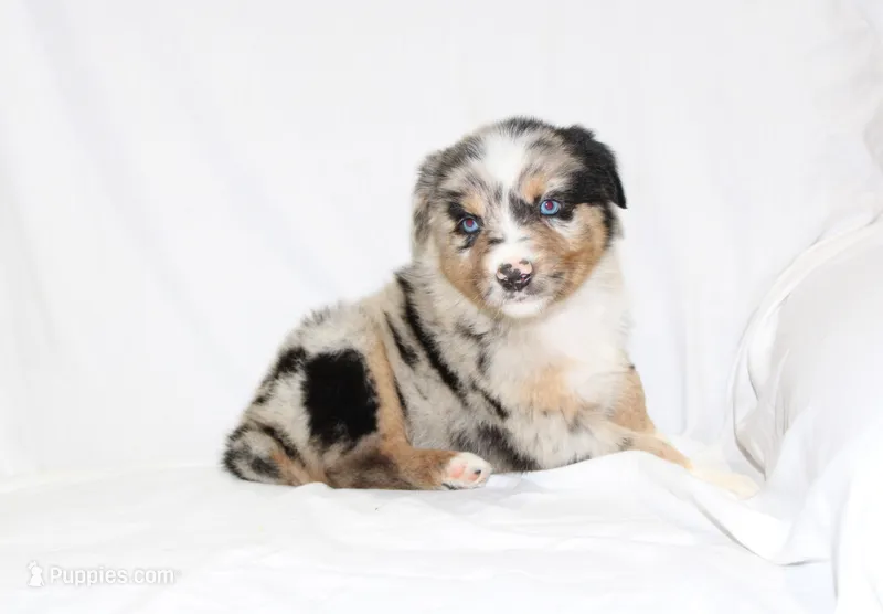 Denver – Australian Shepherd puppy for sale in Russellville, KY