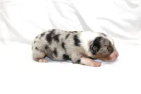 Beau, a male Australian Shepherd for sale in Russellville, KY – 1 of 4