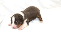 Jolene, a female Australian Shepherd for sale in Russellville, KY – 4 of 4