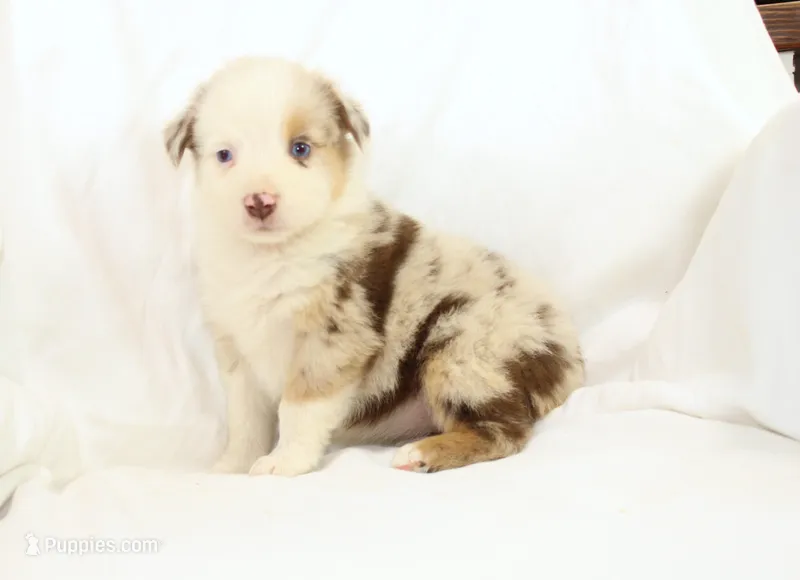 Bluegrass – Australian Shepherd puppy for sale in Russellville, KY