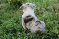 Bluegrass, a female Australian Shepherd for sale in Russellville, KY – Photo 3 of 3