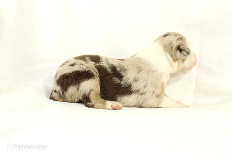 Bluegrass – Australian Shepherd puppy for sale in Russellville, KY