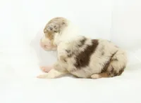 Bluegrass, a female Australian Shepherd for sale in Russellville, KY – Photo 2 of 3