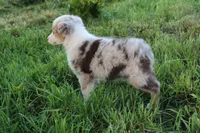 Bluegrass, a female Australian Shepherd for sale in Russellville, KY – Photo 2 of 3