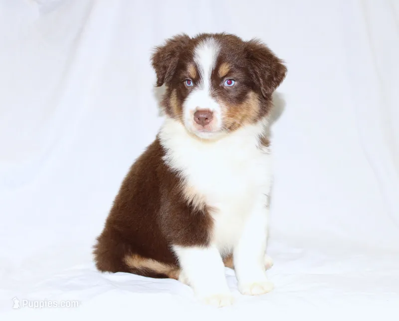 Jolene – Australian Shepherd puppy for sale in Russellville, KY