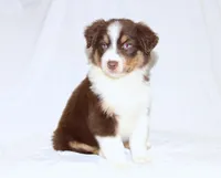 Jolene, a female Australian Shepherd for sale in Russellville, KY – 1 of 3