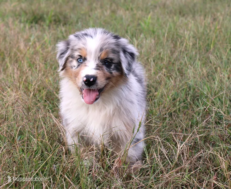 Dallas – Australian Shepherd puppy for sale in Russellville, KY